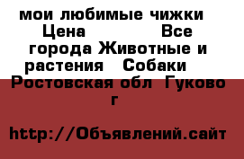 мои любимые чижки › Цена ­ 15 000 - Все города Животные и растения » Собаки   . Ростовская обл.,Гуково г.